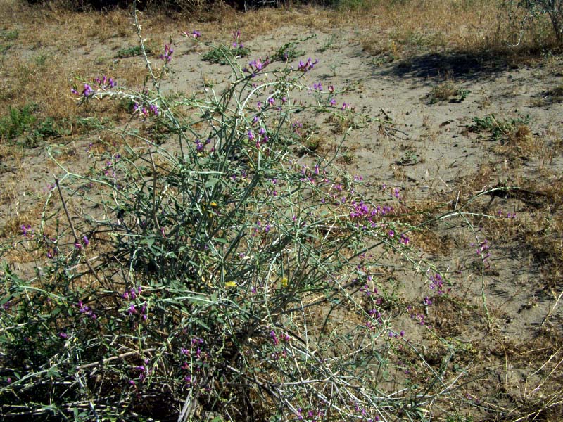 Image of Astragalus unifoliolatus specimen.