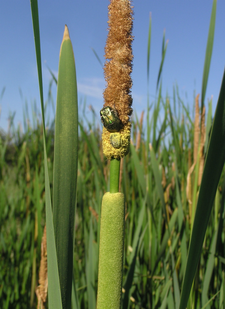 Image of Typha &times; glauca specimen.