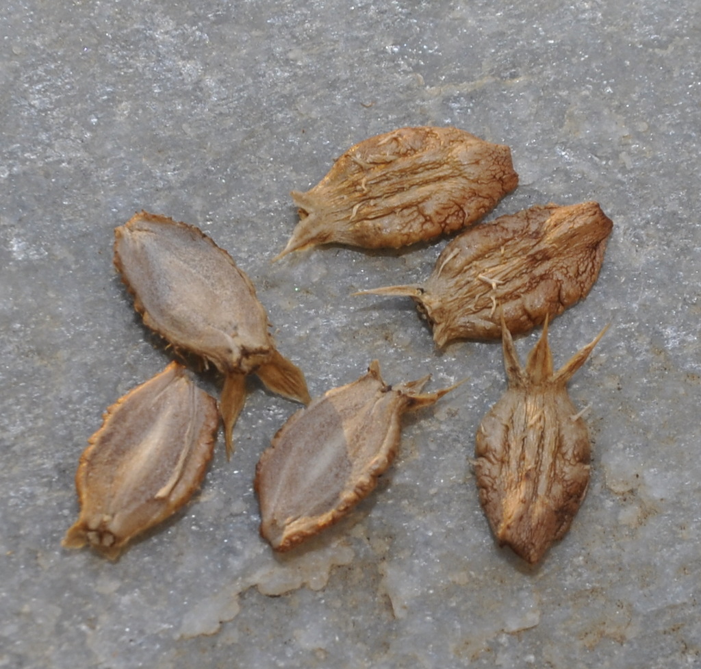 Image of Eryngium maritimum specimen.