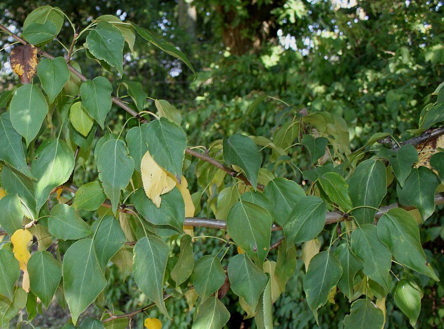 Image of Pyrus hondoensis specimen.