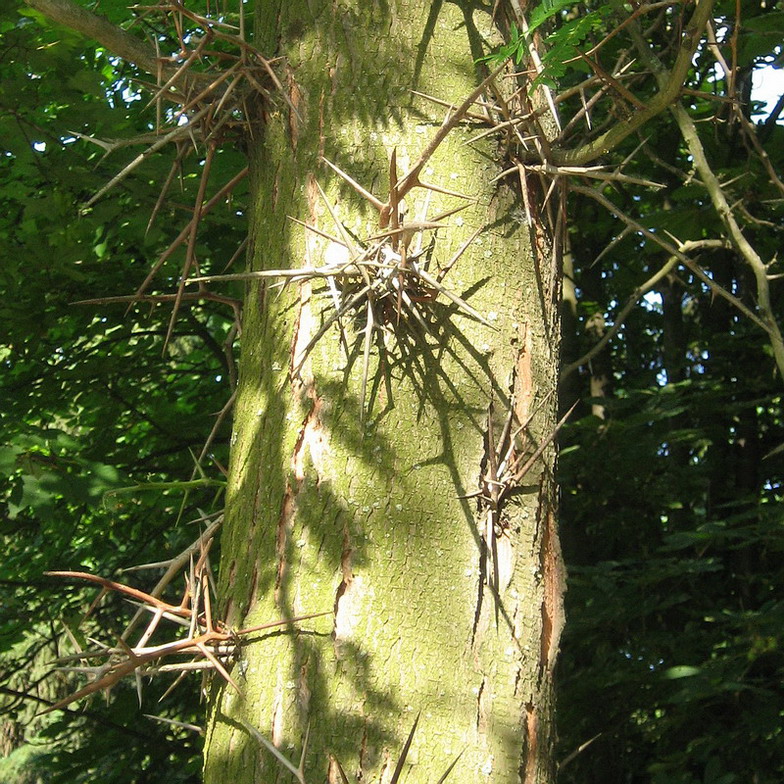 Изображение особи Gleditsia triacanthos.