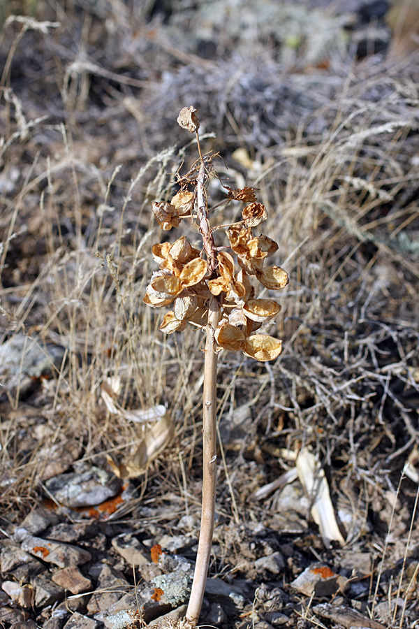 Изображение особи Eremurus lactiflorus.