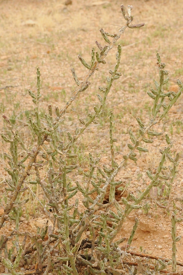 Image of Cylindropuntia leptocaulis specimen.