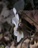 Viola variety albiflora