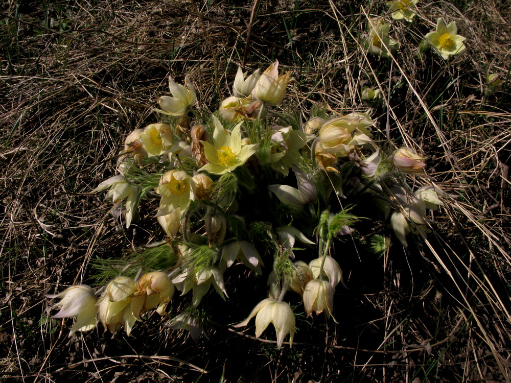 Изображение особи Pulsatilla orientali-sibirica.