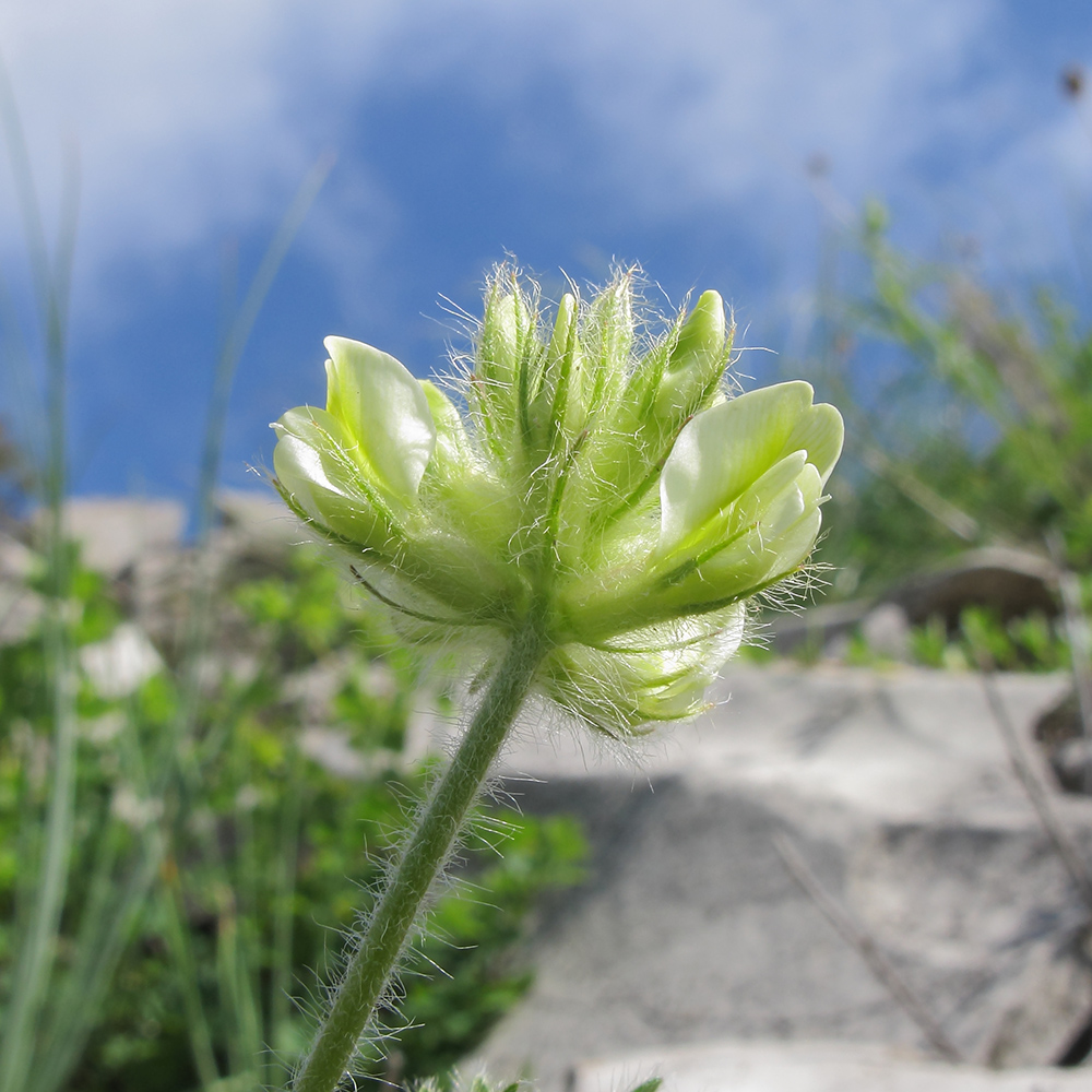 Изображение особи Oxytropis pilosa.