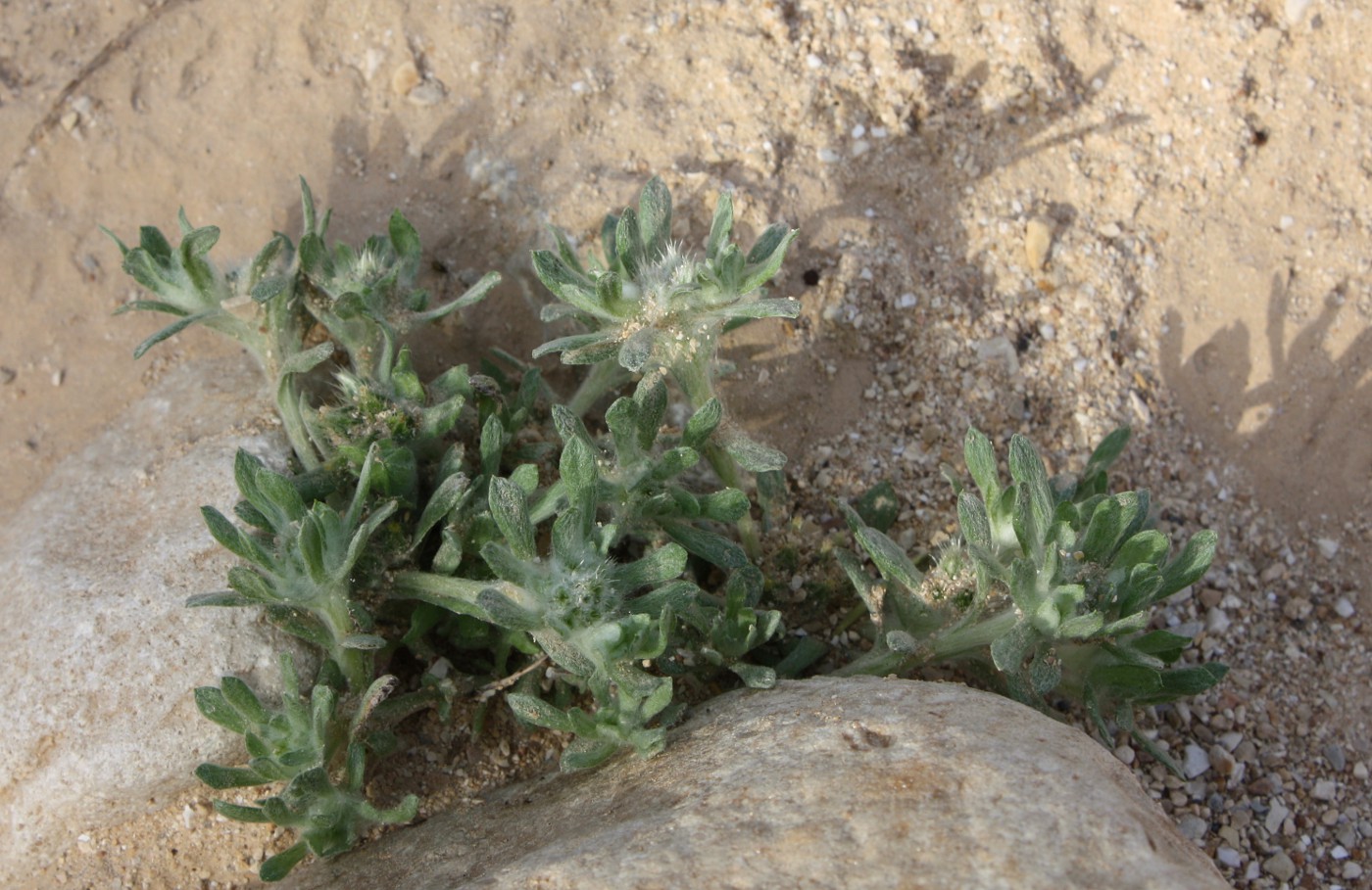 Image of Filago desertorum specimen.