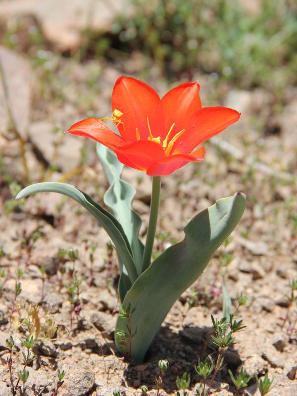 Изображение особи Tulipa vvedenskyi.