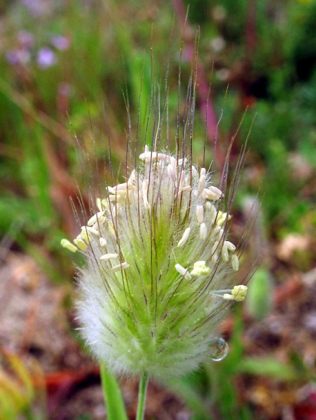 Image of Lagurus ovatus specimen.