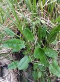 Rumex acetosa