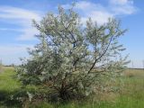 Elaeagnus angustifolia