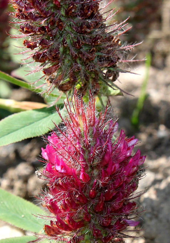 Image of Trifolium rubens specimen.