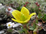 Saxifraga hirculus