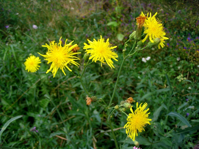 Image of Sonchus arvensis ssp. uliginosus specimen.