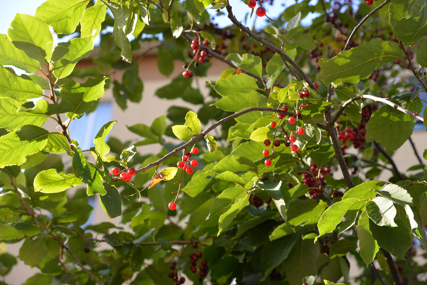 Image of Padus virginiana specimen.