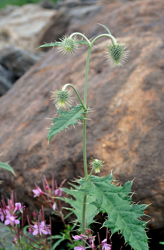 Image of Cirsium chlorocomos specimen.