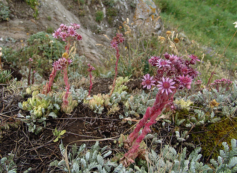 Image of Sempervivum pumilum specimen.