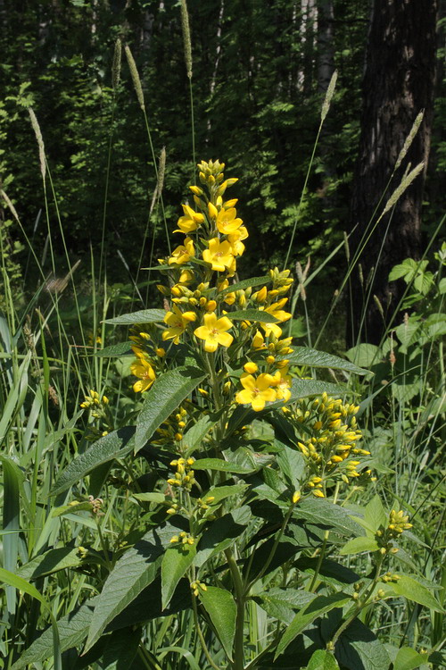 Изображение особи Lysimachia vulgaris.