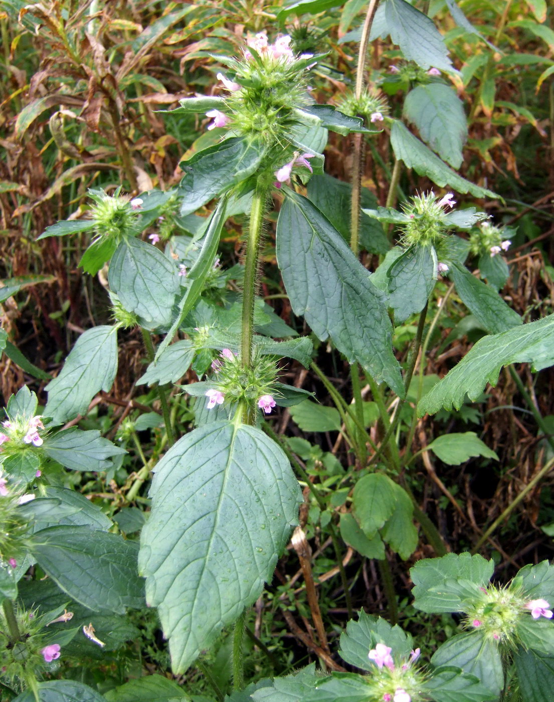 Image of Galeopsis bifida specimen.