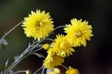 genus Chrysanthemum