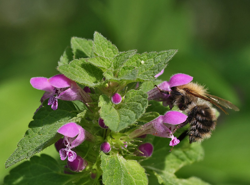 Image of Lamium purpureum specimen.