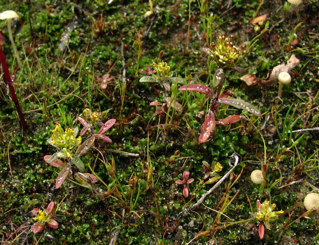 Image of Bidens cernua specimen.