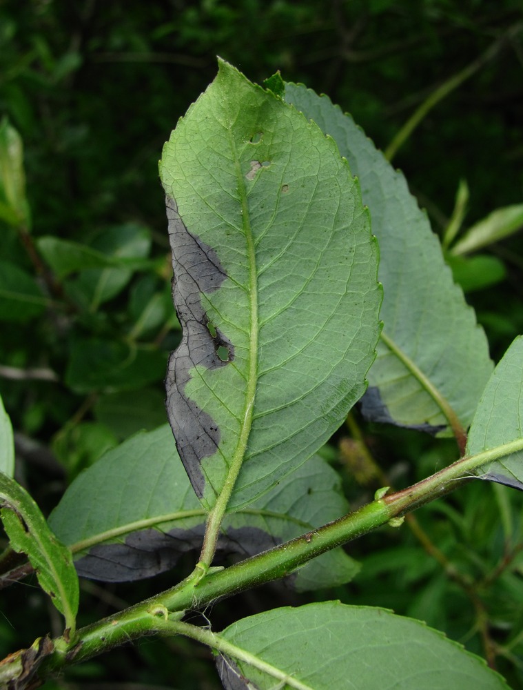 Image of Salix myrsinifolia specimen.