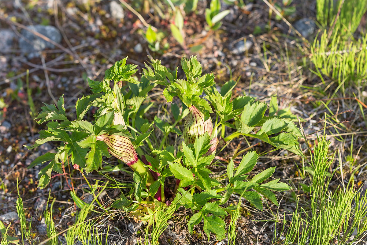 Image of Archangelica officinalis specimen.