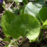 Viola odorata