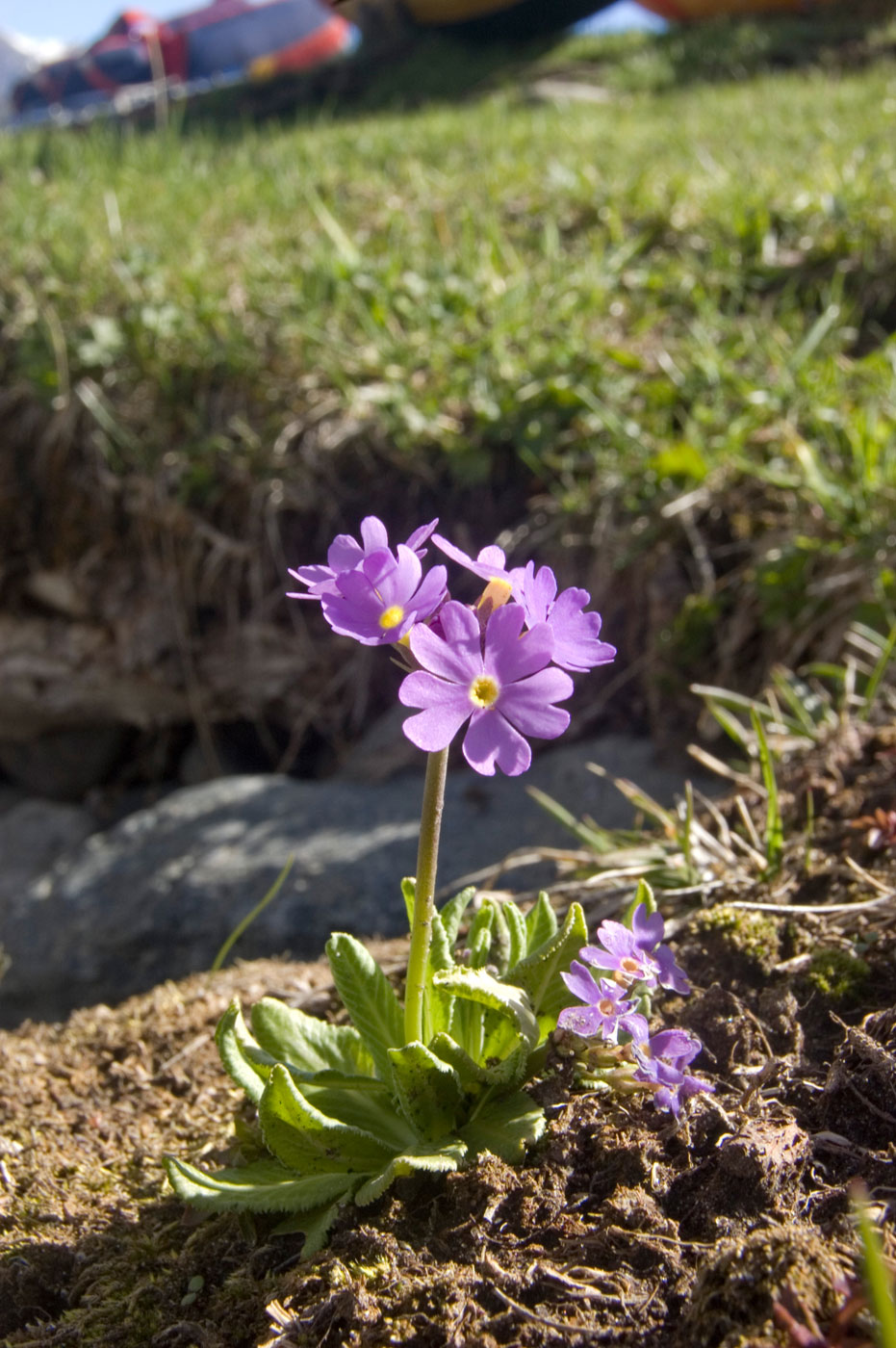 Image of Primula algida specimen.