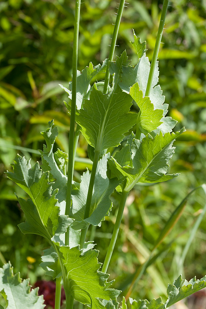 Image of Papaver somniferum specimen.