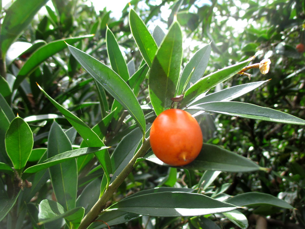 Изображение особи Bonellia macrocarpa.
