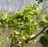 Ulmus pumila