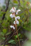 Pyrola grandiflora. Верхушка побега с соцветием. Кольский п-ов, Хибины, долина р. Партомйок, невдалеке от пер. Умбозёрский, воронично-кустарничковая тундра. 28.07.2015.