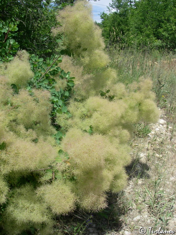 Image of Cotinus coggygria specimen.