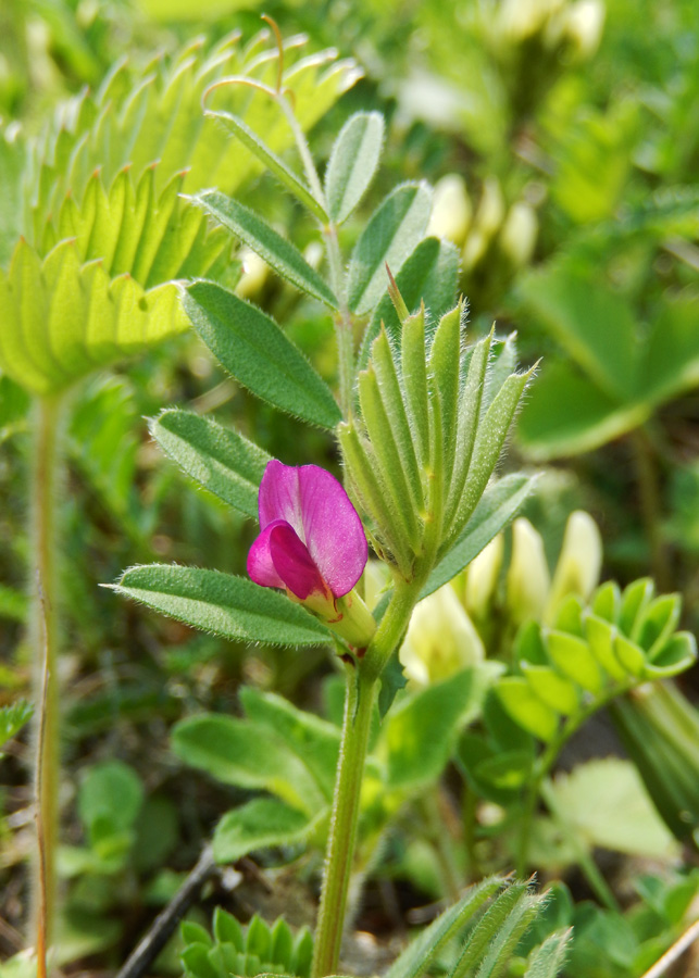 Image of Vicia angustifolia specimen.