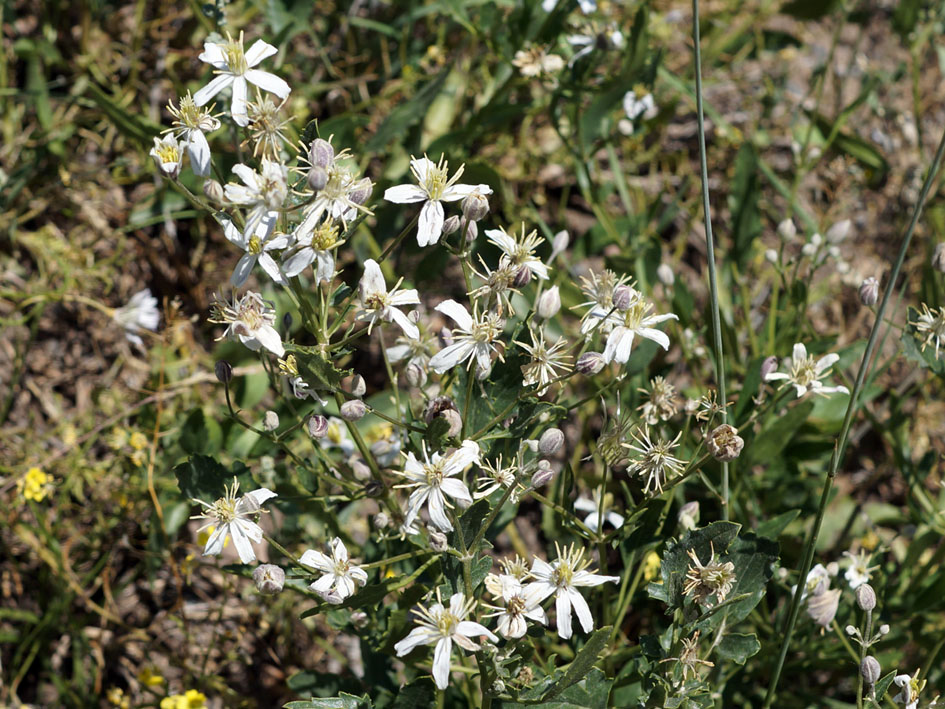 Image of Clematis songorica specimen.