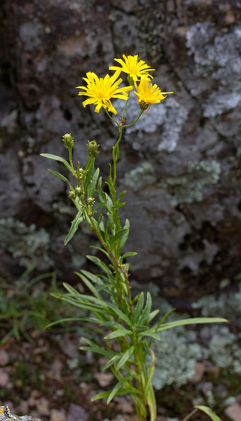 Изображение особи Hieracium umbellatum.