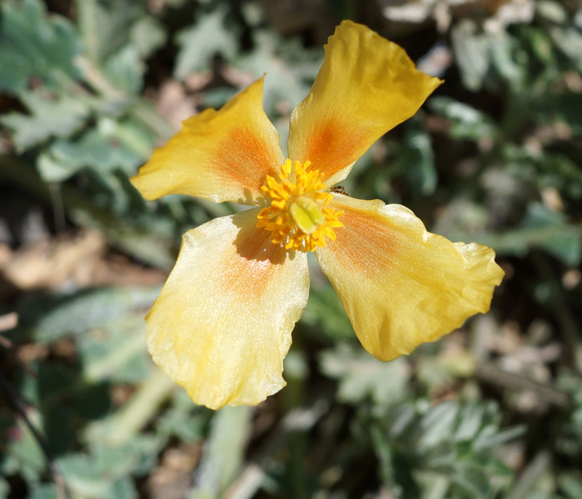 Image of Glaucium squamigerum specimen.