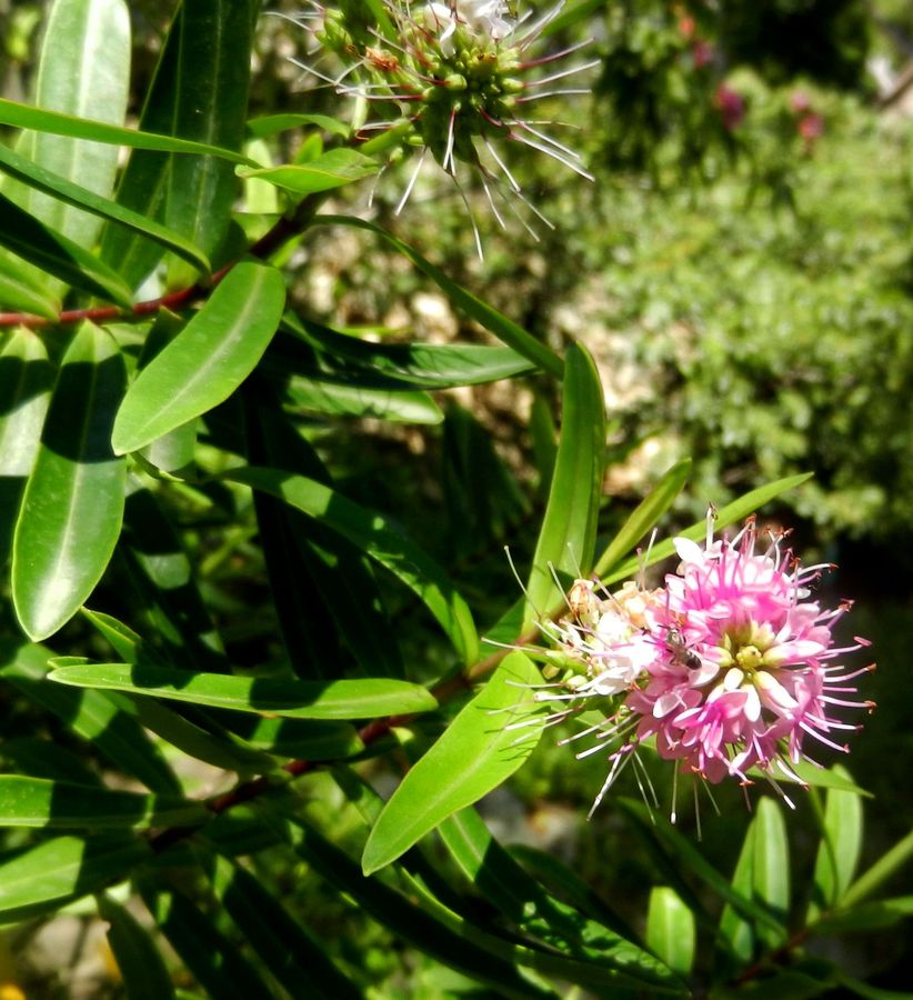 Image of Hebe carnea specimen.