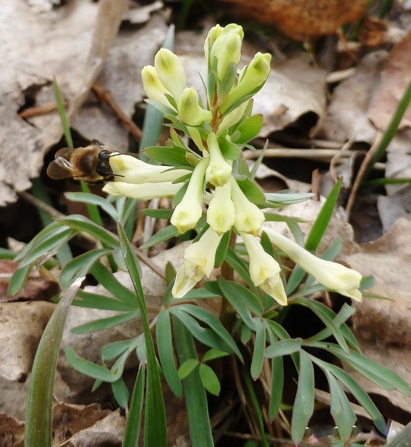 Изображение особи Corydalis angustifolia.