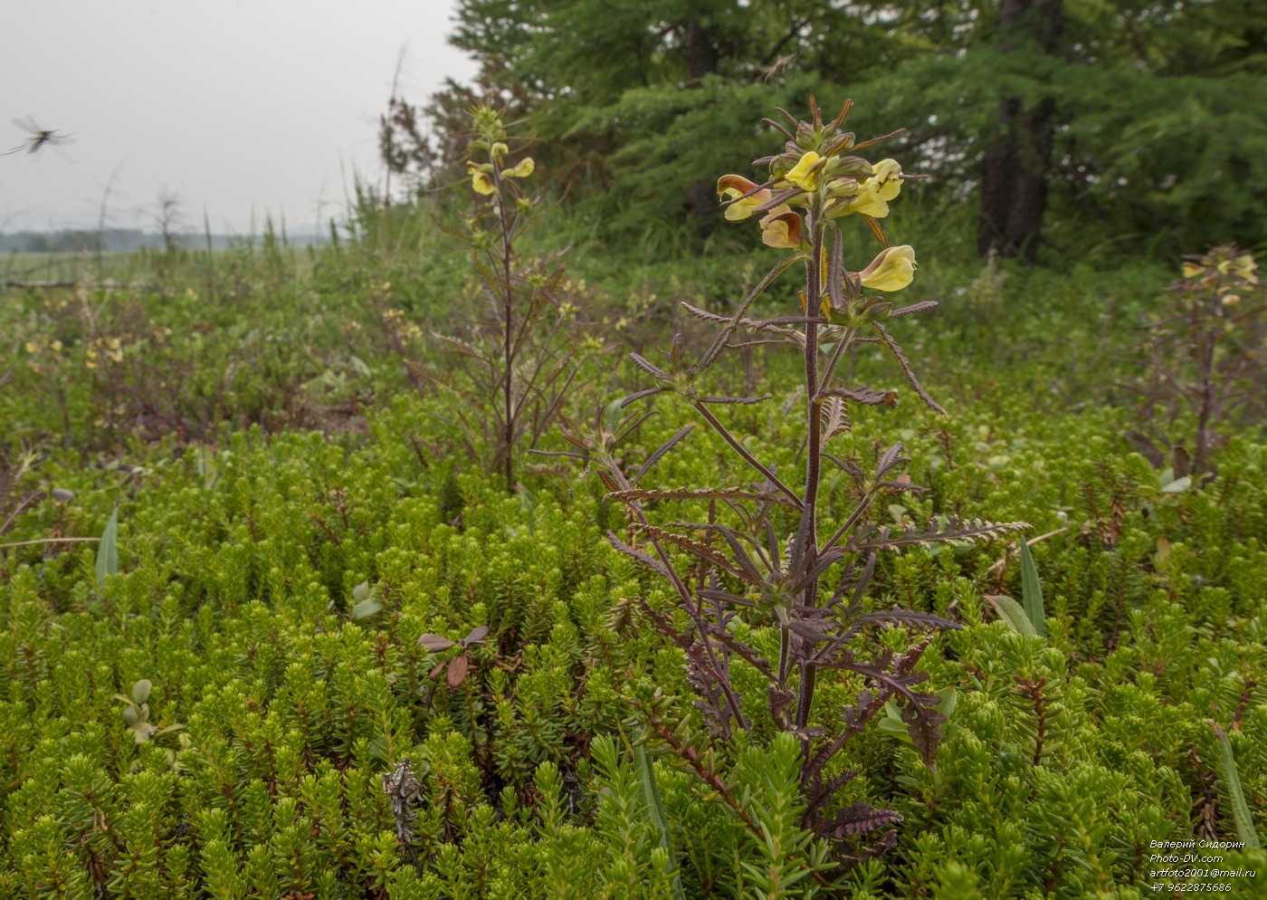 Image of Pedicularis labradorica specimen.