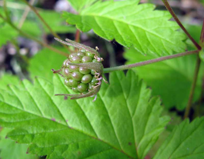 Image of Rubus arcticus specimen.