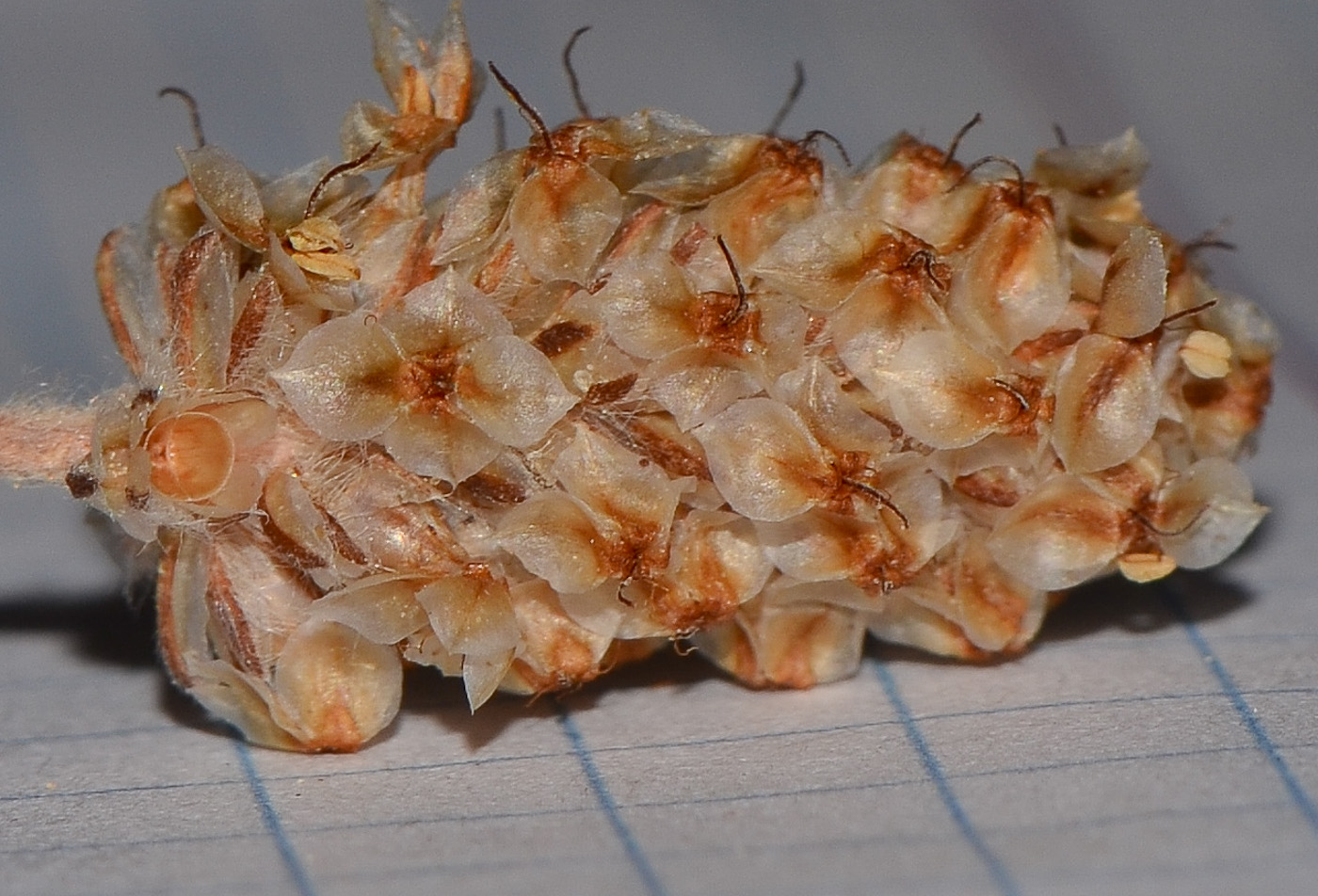 Image of Plantago ovata specimen.