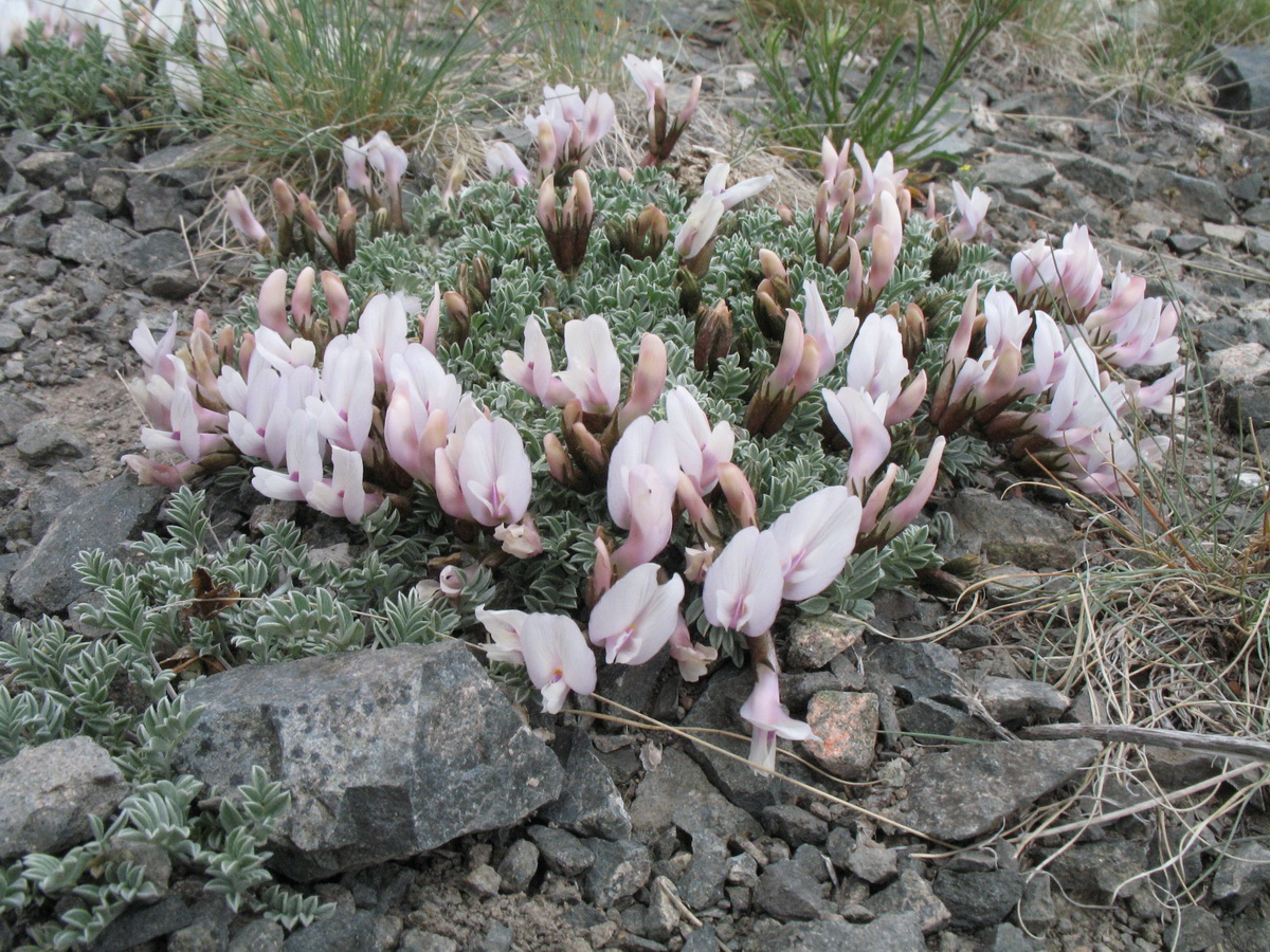 Image of Astragalus heptapotamicus specimen.