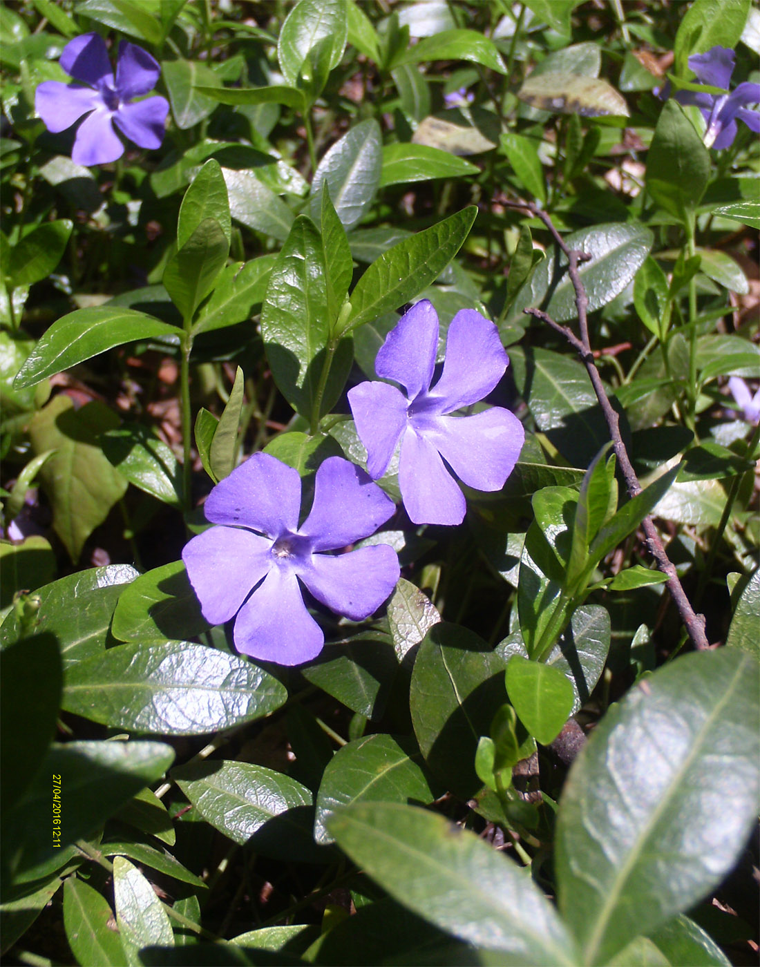 Image of Vinca minor specimen.