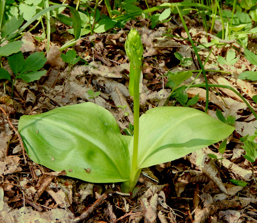 Image of Platanthera chlorantha specimen.