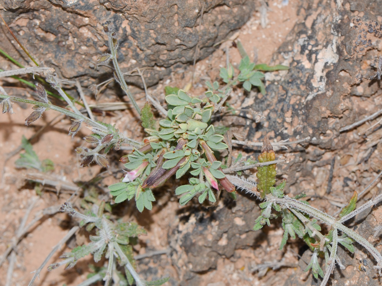 Image of Lotus glinoides specimen.