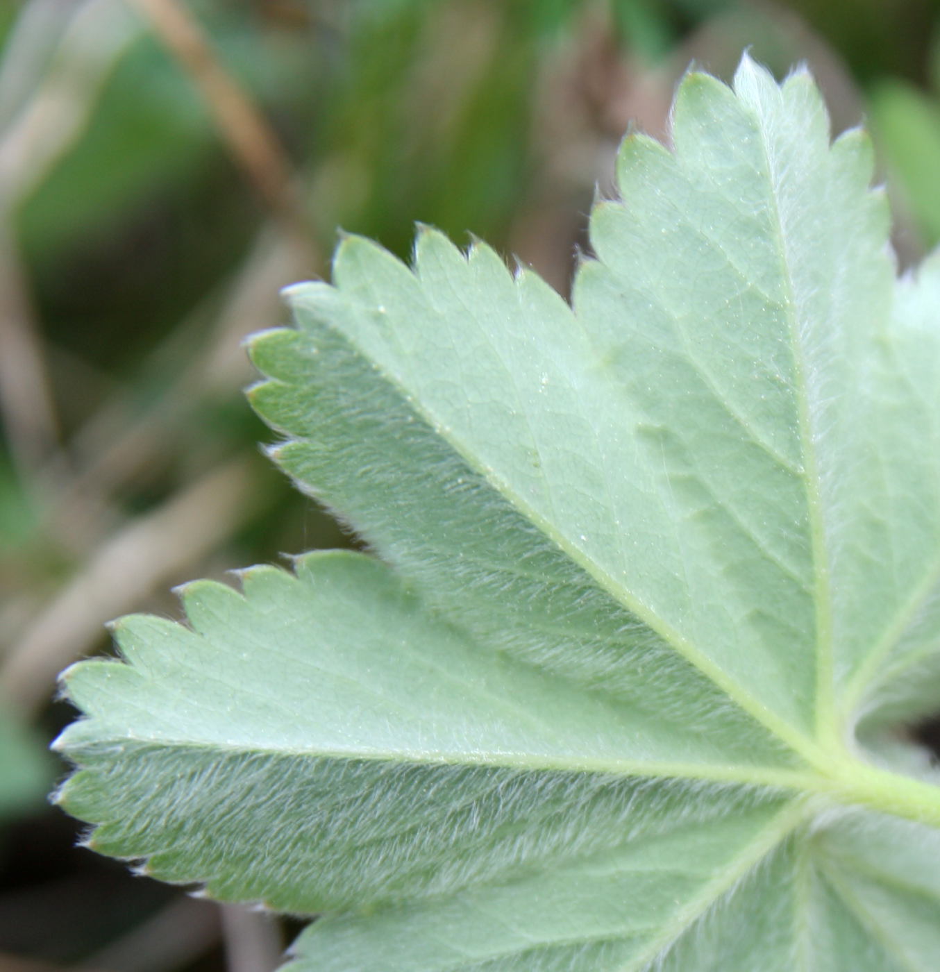 Image of Alchemilla hirsuticaulis specimen.