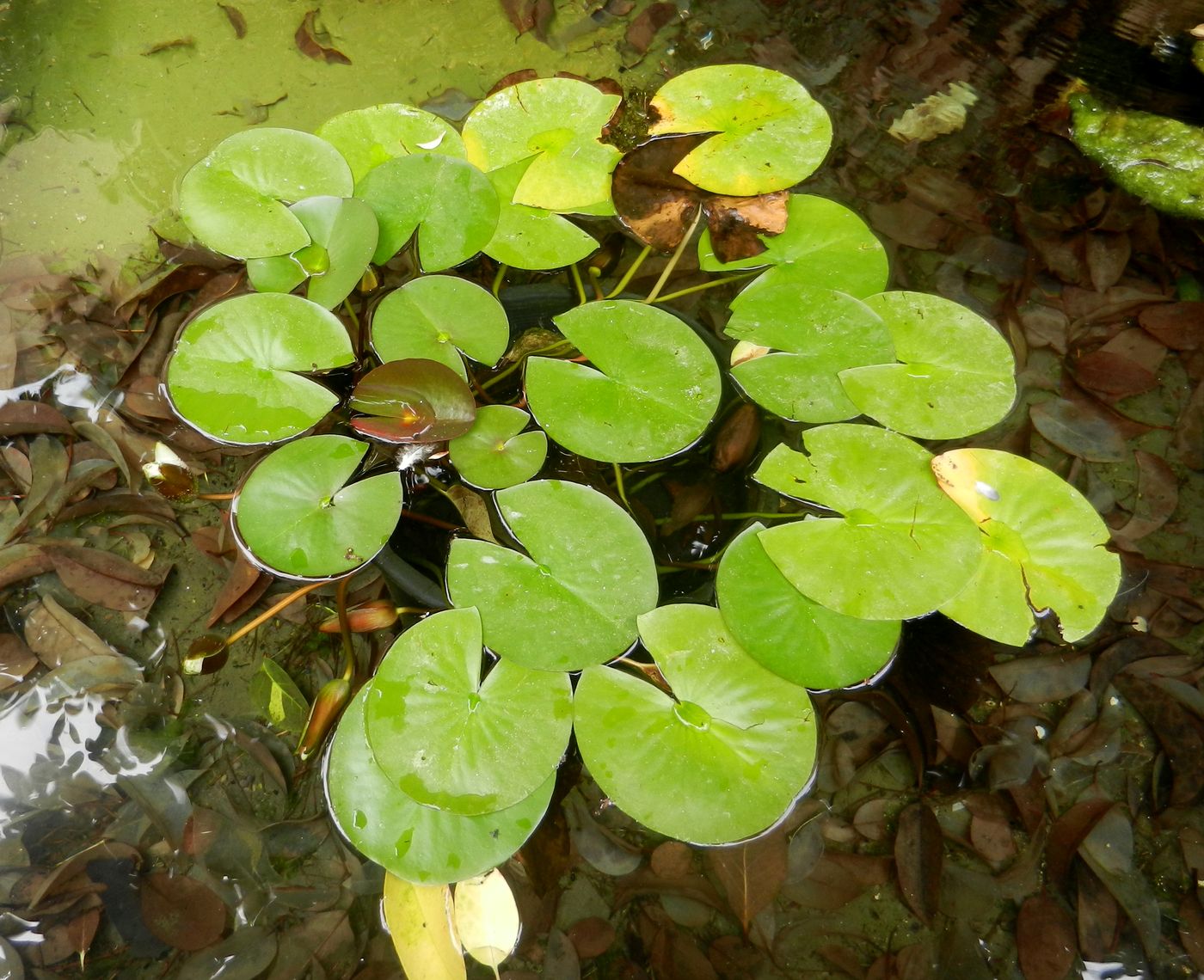 Image of genus Nymphaea specimen.